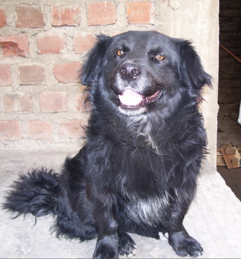 Soy algo cascarrabia cuando perturban mi sueño, no me gustan los perros pequeños pero si me considero un guardian de los gatos ya que no tengo ningun problema con ellos, ademas estuve con todo tipo de hembras, hasta una mas grande que yo pero al final me quede solito jeje pero no me quejo, ya que en casa no me falta nada, nos vemos